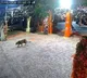 Leopard Enters Ghorakhal Temple In Uttarakhand