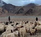Ladakh Shepherds Stand Up To Chinese Soldiers