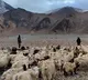 Ladakh Shepherds Stand Up To Chinese Soldiers