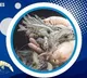 Interim Budget gives fisheries sector a booster shot with 15% hike in outlay