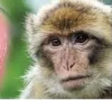 Monkey fever spreads in Karnataka, 21 cases reported