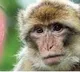 Monkey fever spreads in Karnataka, 21 cases reported