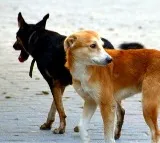 Boy Mauled to Death by Stray Dogs in Shamshabad
