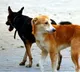 Boy Mauled to Death by Stray Dogs in Shamshabad