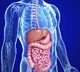 Preservatives used in food have unexpected effects on gut microbiome: Study