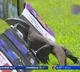 Monitor lizard enters into ground while Sri Lanka batting against Afghanistan