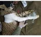 Wildlife activist blames Kuno official for hiding cheetah cub's health report
