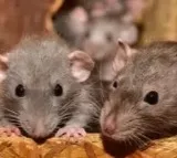 Rats bite patient at government hospital in Telangana