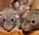 Rats bite patient at government hospital in Telangana