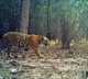 Telangana forest department denies tiger sighting in Nalgonda district