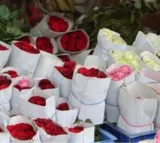 Nepal importing over 3 lakh roses from India for Valentine's Day