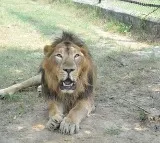 Man enters lion’s enclosure at Tirupati zoo, mauled to death