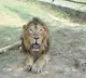 Man enters lion’s enclosure at Tirupati zoo, mauled to death