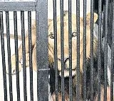 Tourist visiting Tirupati sri venkateshwara zoological park died in lion attack