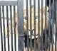 Tourist visiting Tirupati sri venkateshwara zoological park died in lion attack