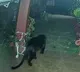 Black Panther Roaming Around House In Tamil Nadu Here Is The Video