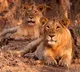 VHP moves to court over two lions named Akbar and Sita released into same enclosure