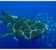 National Plan of Action for Conservation of Sharks to be adopted soon