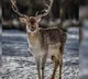 Zombie Deer Disease Spreading Fast Scientists Ringing Warning Bells