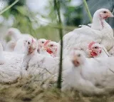Bird Flu outbreak in Nellore chiken rates fell to eart