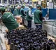 India's biz activity surges to 7-month high in Feb