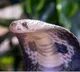Indian, US researchers develop universal anti-venom for lethal snake toxins