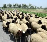 Four Telangana officials arrested in sheep scam