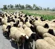 Four Telangana officials arrested in sheep scam