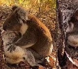Koala Video that goes viral on internet