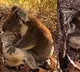 Koala Video that goes viral on internet