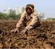 Centre announces relief package for Andhra, Karnataka tobacco farmers