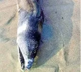Nala Pamu At Vizag Beach