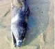 Nala Pamu At Vizag Beach