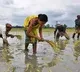 Cabinet clears Rs 24,400 crore fertiliser subsidy to farmers for kharif season