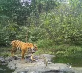 Cabinet approves Rs 150 crore to set up global big cat alliance