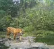 Cabinet approves Rs 150 crore to set up global big cat alliance