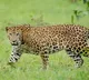 ‘Great News!’, PM Modi hails rise in country's leopard population