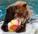 Tigers given showers, fans installed for snakes, ice cubes and frozen fruits on bears' menus in Thiruvananthapuram Zoo