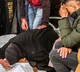 Several killed in Israeli attack on Gazans waiting for aid: Hamas