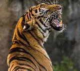 Big Cat Who Injured In SriSailam Tiger Project Saved