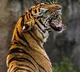 Big Cat Who Injured In SriSailam Tiger Project Saved