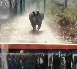 Rhino chases safari vehicle in Assams Manas National Park