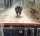 Rhino chases safari vehicle in Assams Manas National Park