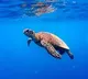Nine dead after eating Turtle meat