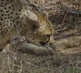 South African Cheetah Gamini gives birth to 5 cubs in Kuno National Park