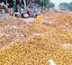 Termeric got highest rate for quinta in Nizamabad market