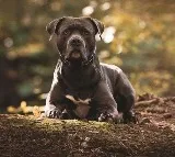 23 dangerous dog breeds banned by the government in India
