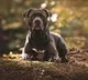 23 dangerous dog breeds banned by the government in India