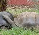 Giant Galapagos tortoise in Hyderabad zoo dies