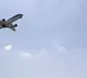 A person attempted suicide in the plane forced to Emergency landing